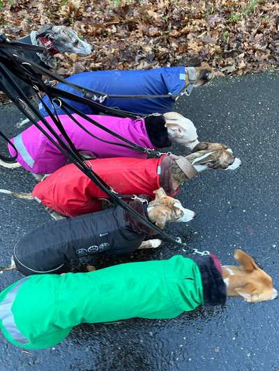 Windhunde - Treffen der besonderen Schönheiten
HERZLICH WILLKOMMEN-Beitrag-Bild