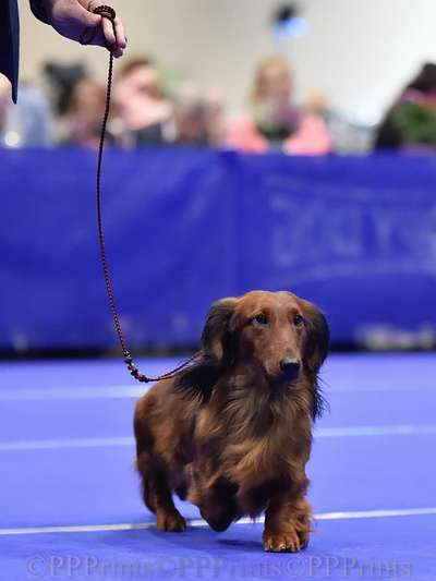 Die 21. Rostocker Rassehunde-Ausstellung: Eine Veranstaltung mit Vorbehalten?-Beitrag-Bild