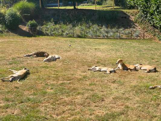 Alles rund um den Schäferhund, diskutieren erwünscht.-Beitrag-Bild