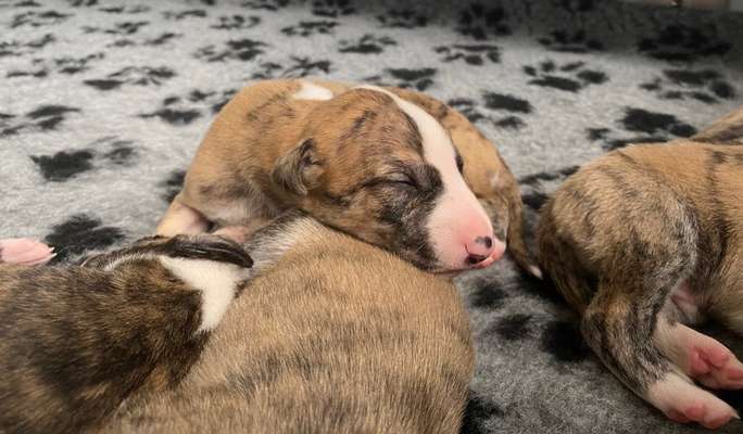 Windhunde - Treffen der besonderen Schönheiten
HERZLICH WILLKOMMEN-Beitrag-Bild