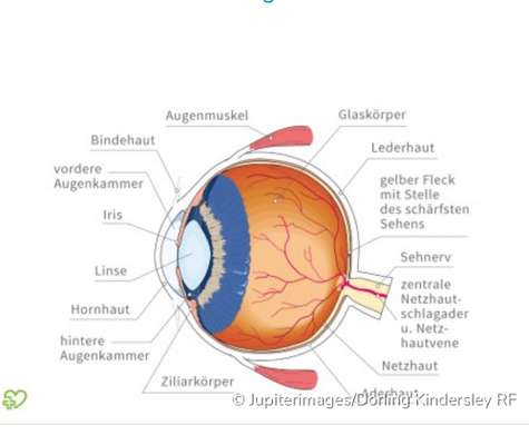 Vererbung von Katarakt-Beitrag-Bild