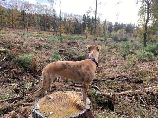 Der Gewichts-Thread-Beitrag-Bild