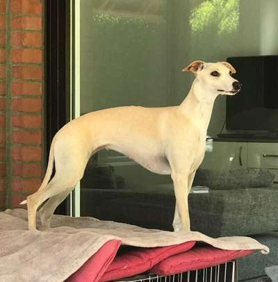 Der Gewichts-Thread-Beitrag-Bild