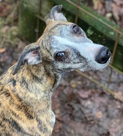 Whippet-Beitrag-Bild