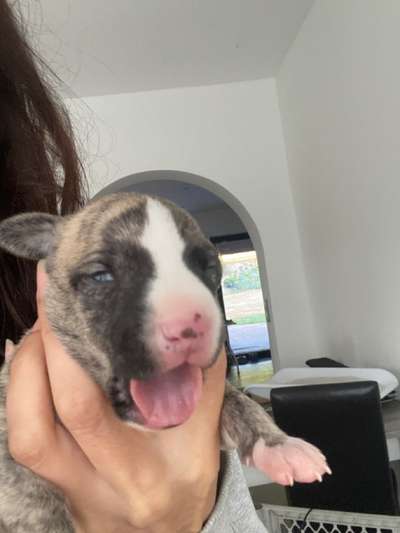 Alles rund um den Schäferhund, diskutieren erwünscht.-Beitrag-Bild