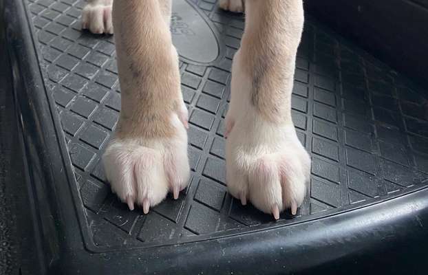 Windhunde - Treffen der besonderen Schönheiten
HERZLICH WILLKOMMEN-Beitrag-Bild