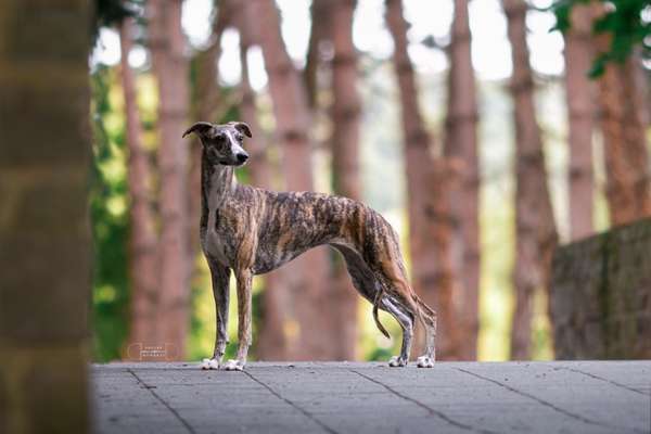 Der Gewichts-Thread-Beitrag-Bild