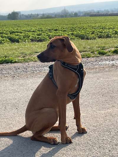 Rhodesian Ridgeback-Beitrag-Bild
