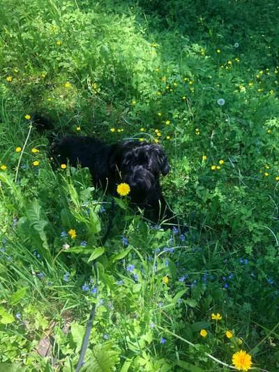 Die Dogorama Monats Challenge "Es grünt und blüht"-Beitrag-Bild