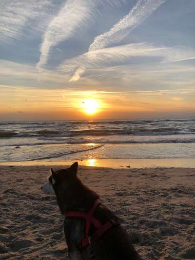 Die Dogorama Wochen Challenge-Beitrag-Bild