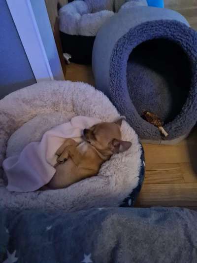 Lieblingsbild von euren Hunden?-Beitrag-Bild