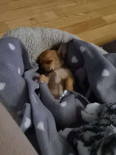 Welpen Bilder !-Beitrag-Bild