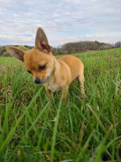 Fotochallenge No. 26                                     Wald und Wiese-Beitrag-Bild