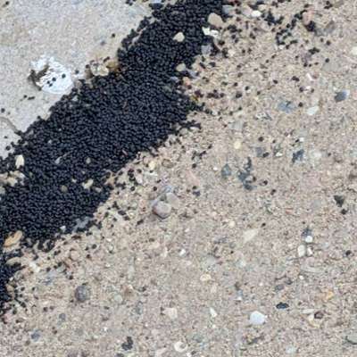 Giftköder-Verdächtige schwarze Kügelchen-Bild