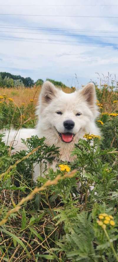 Samojede-Beitrag-Bild