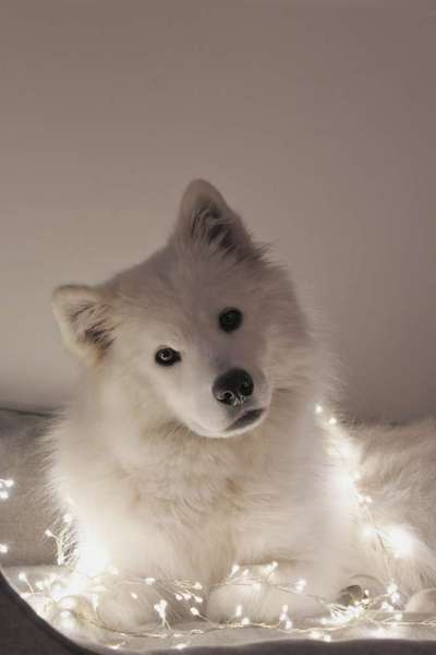 Samojede-Beitrag-Bild