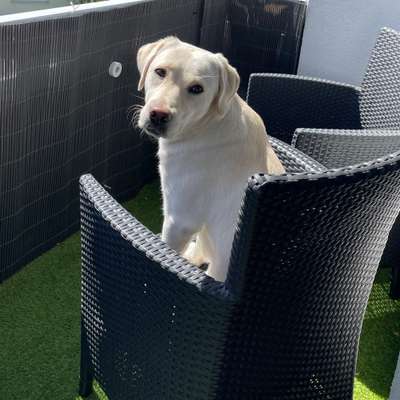 Hundetreffen-Gassipartner gesucht-Bild