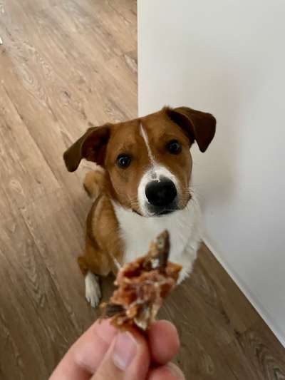 Appenzeller Sennenhunde-Beitrag-Bild