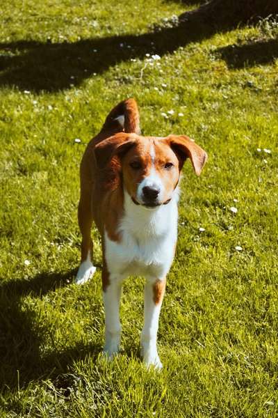 Appenzellerbesitzer gesucht!-Beitrag-Bild