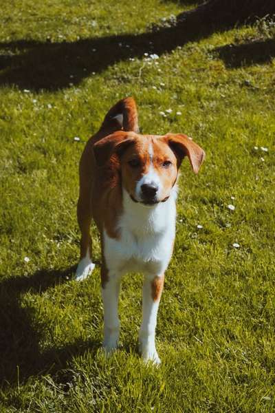 Die Dogorama Monats Challenge "Es grünt und blüht"-Beitrag-Bild