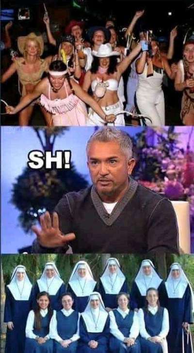 Hunde Memes-Beitrag-Bild