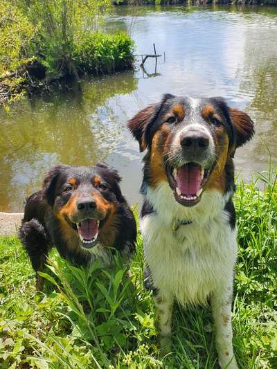 Dogorama-Monats-Challenge-Mai "Wasser"-Beitrag-Bild