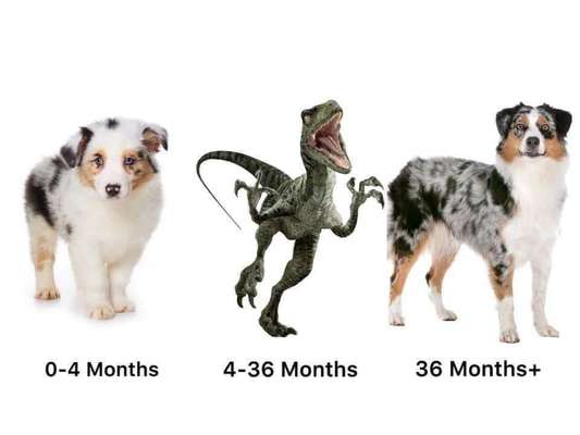 Hunde Memes-Beitrag-Bild