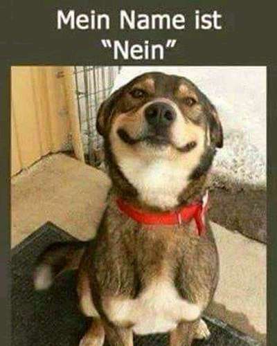 Hunde Memes-Beitrag-Bild
