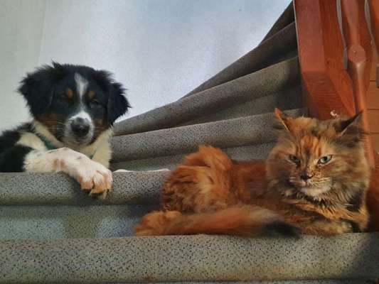 Hund und Katz Momente-Beitrag-Bild