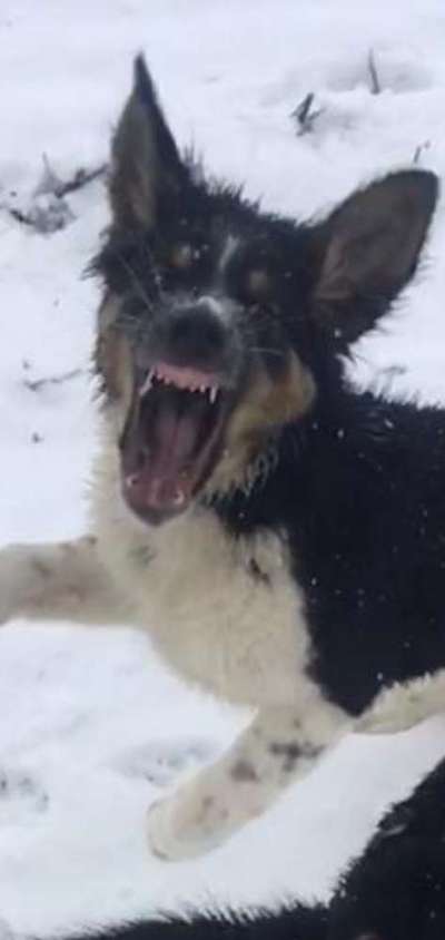 Lustige Bilder-Beitrag-Bild