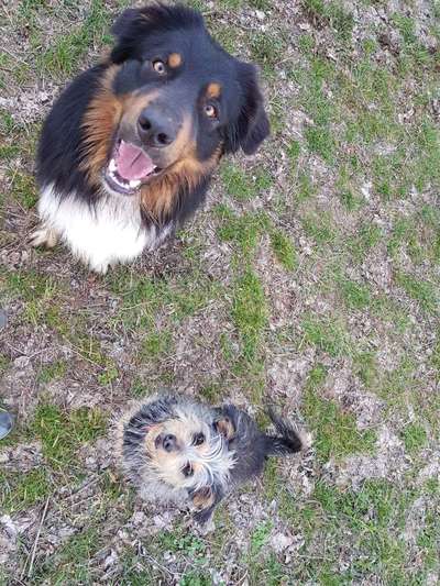 Bester Freund, Hundekumpel - zeigt her!-Beitrag-Bild