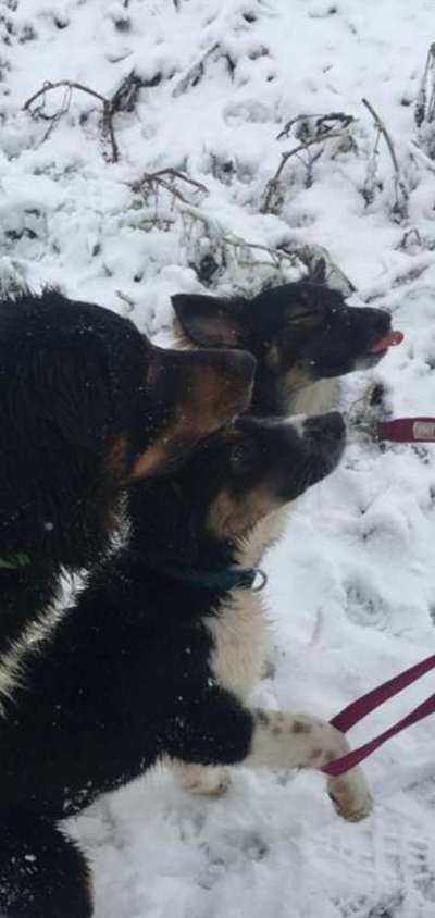 Lustige Bilder-Beitrag-Bild