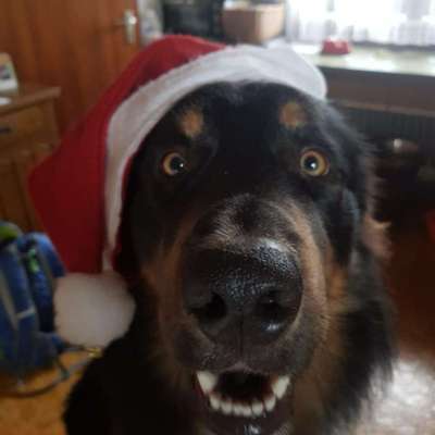 Dein Hund im Dogorama-Kalender 2021-Beitrag-Bild