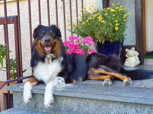 Dein Hund im Dogorama-Kalender 2021-Beitrag-Bild