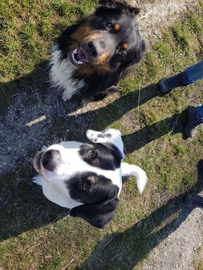 Bester Freund, Hundekumpel - zeigt her!-Beitrag-Bild