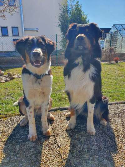 Suche hochwertiges Welpenfutter-Beitrag-Bild