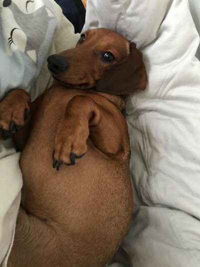 Welpen Bilder !-Beitrag-Bild