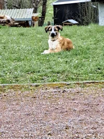 Hundetreffen-Scheuer Hund mit großem Herz.-Bild