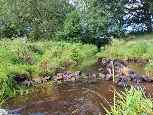 Freddys Kummerkasten-Beitrag-Bild