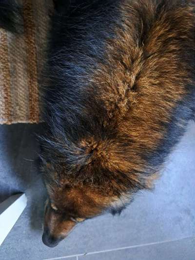 Freddys Kummerkasten-Beitrag-Bild