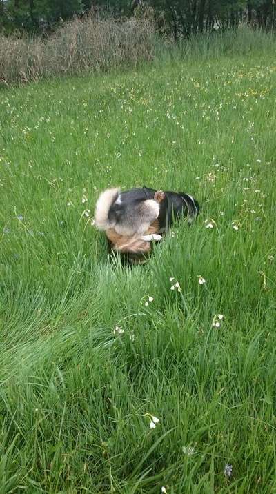 Dogorama Photo Challenge - Fail/Outtakes-Beitrag-Bild