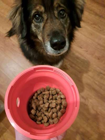 Spielzeug um vom Napf weg zu gehen?-Beitrag-Bild