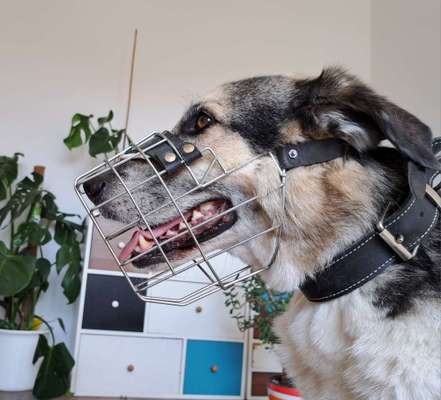 Wie sitzt mein Maulkorb / Maulkorb-Beratung-Beitrag-Bild