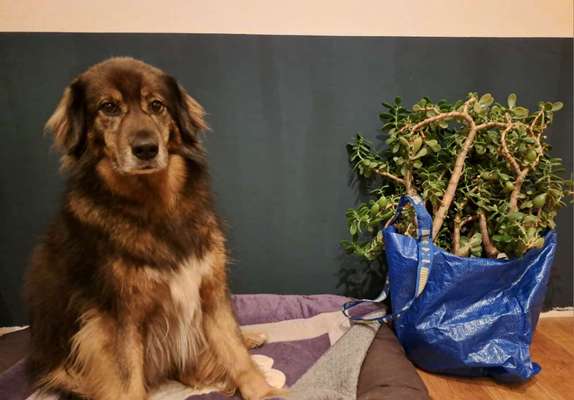 Freddys Kummerkasten-Beitrag-Bild