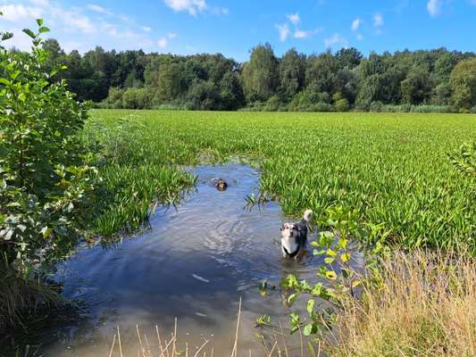 Freddys Kummerkasten-Beitrag-Bild