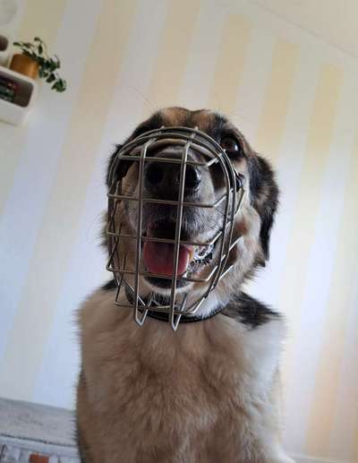 Wie sitzt mein Maulkorb / Maulkorb-Beratung-Beitrag-Bild