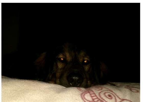 Freddys Kummerkasten-Beitrag-Bild