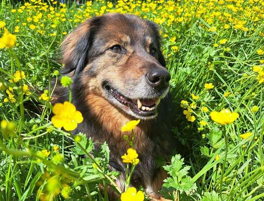 Freddys Kummerkasten-Beitrag-Bild