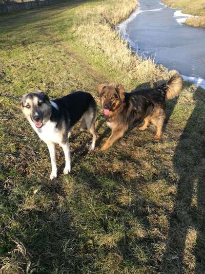 Lieblingsrasse und was man hat.-Beitrag-Bild