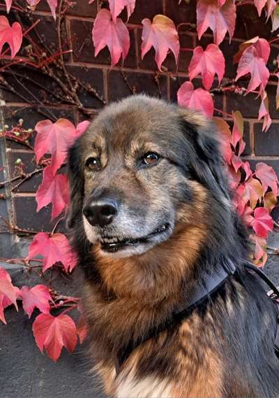 Freddys Kummerkasten-Beitrag-Bild